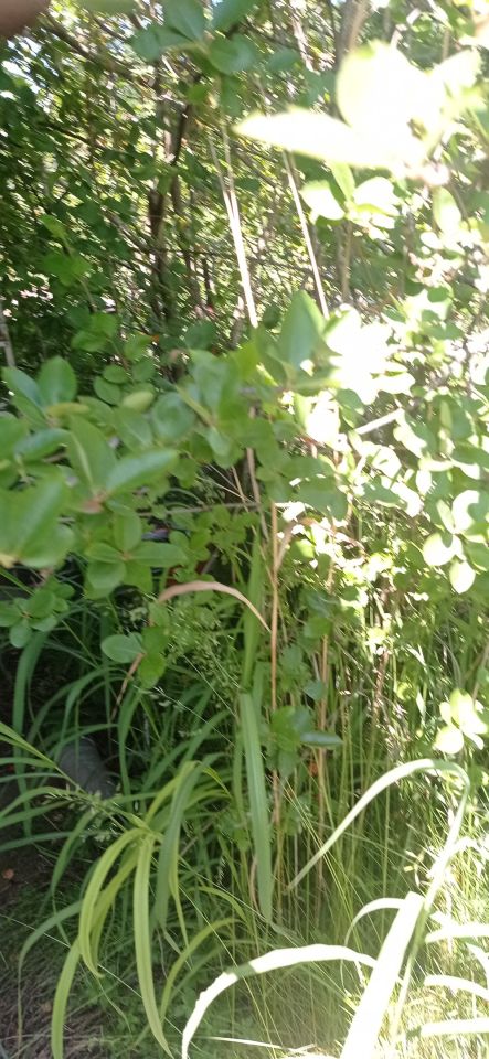 Działka rod Łódź Widzew, ul. Lodowa. Zdjęcie 59