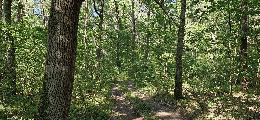 Działka leśna Wilkowyja. Zdjęcie 2