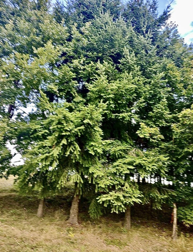 Działka budowlana Zebrzydów, Zebrzydów. Zdjęcie 3