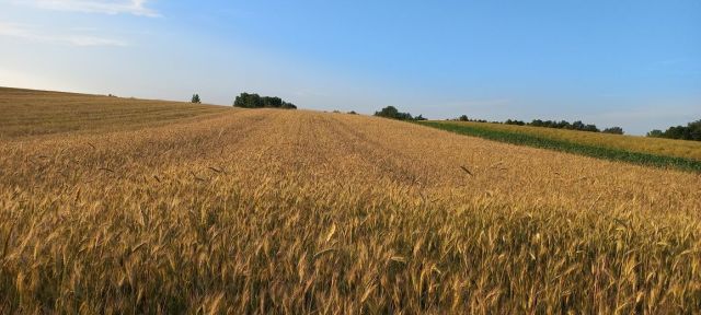 Działka rolna Sędowice. Zdjęcie 1
