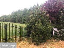 Działka rolno-budowlana Natolin. Zdjęcie 2