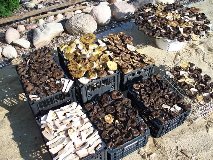 Działka budowlana Brudnów. Zdjęcie 13