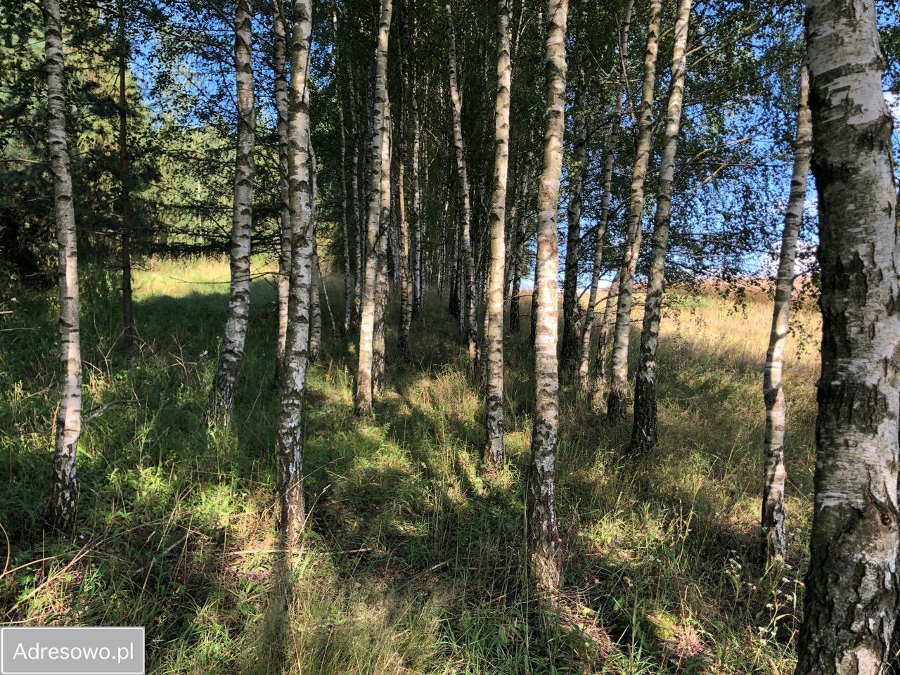 Działka rolna Lekity. Zdjęcie 6