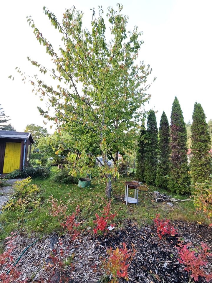 Działka rod Kieźliny. Zdjęcie 8