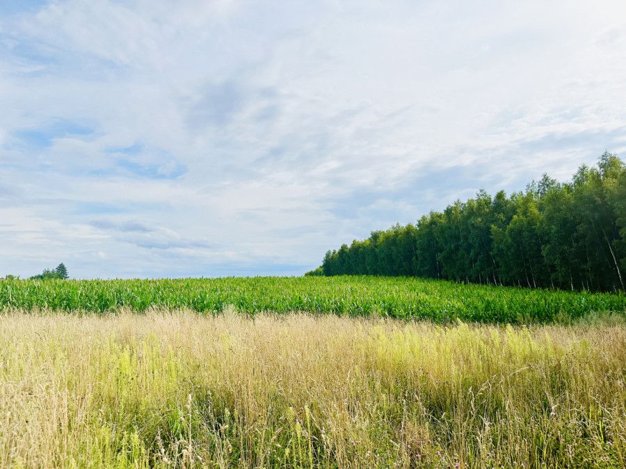 Działka budowlana Szczodrowo. Zdjęcie 4