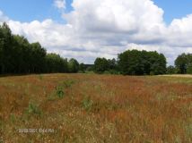 Działka rolna Proszew A. Zdjęcie 2