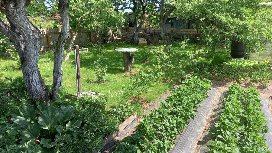 Działka rod Pruszcz Gdański, ul. Podmiejska. Zdjęcie 10