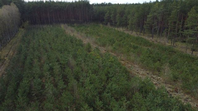 Działka leśna Kiełpin. Zdjęcie 1