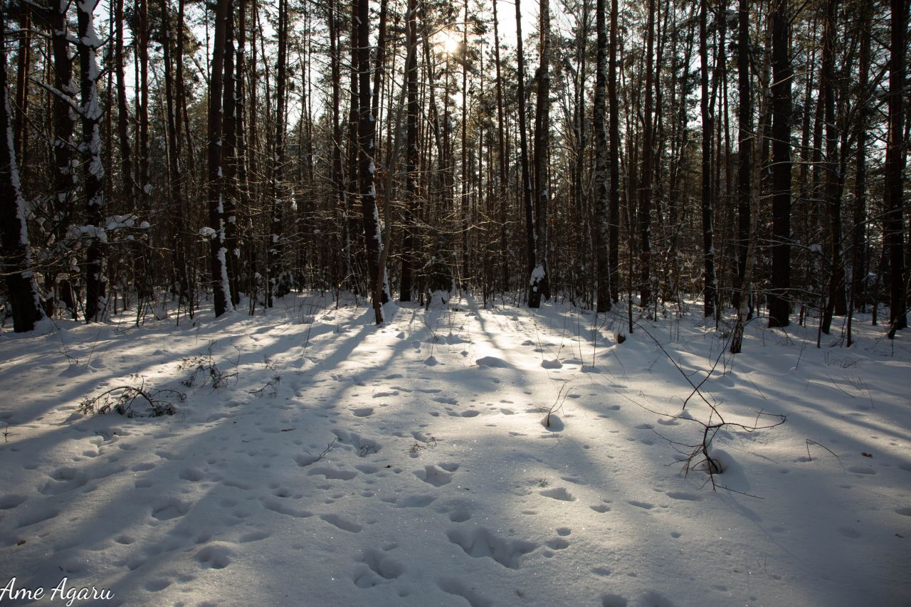 Działka budowlana Marózek. Zdjęcie 17