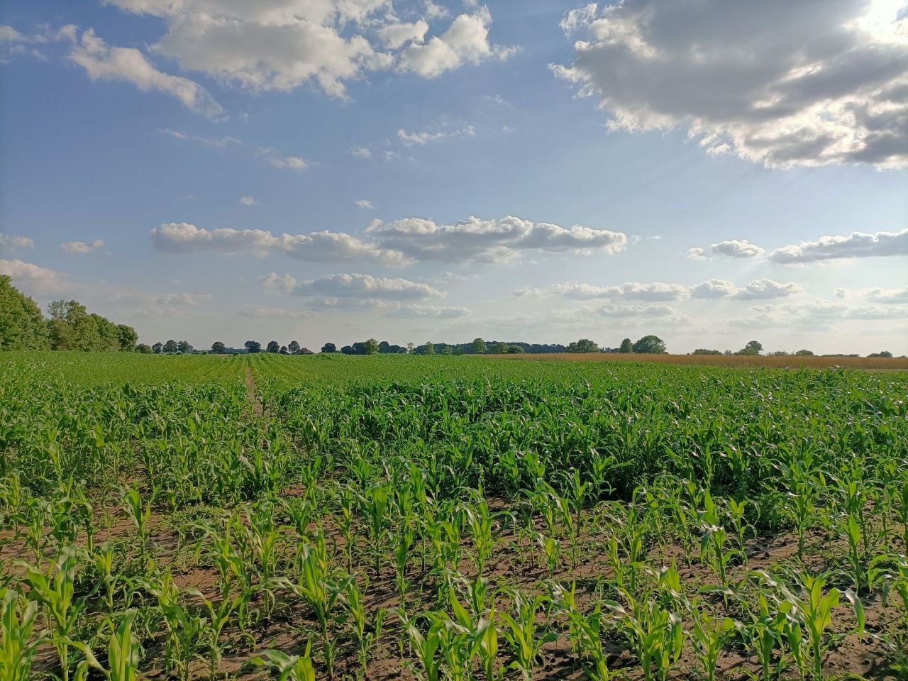 Działka rolna Brenno, ul. Wczasowa. Zdjęcie 2