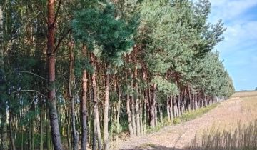 Działka leśna Niemierzyn