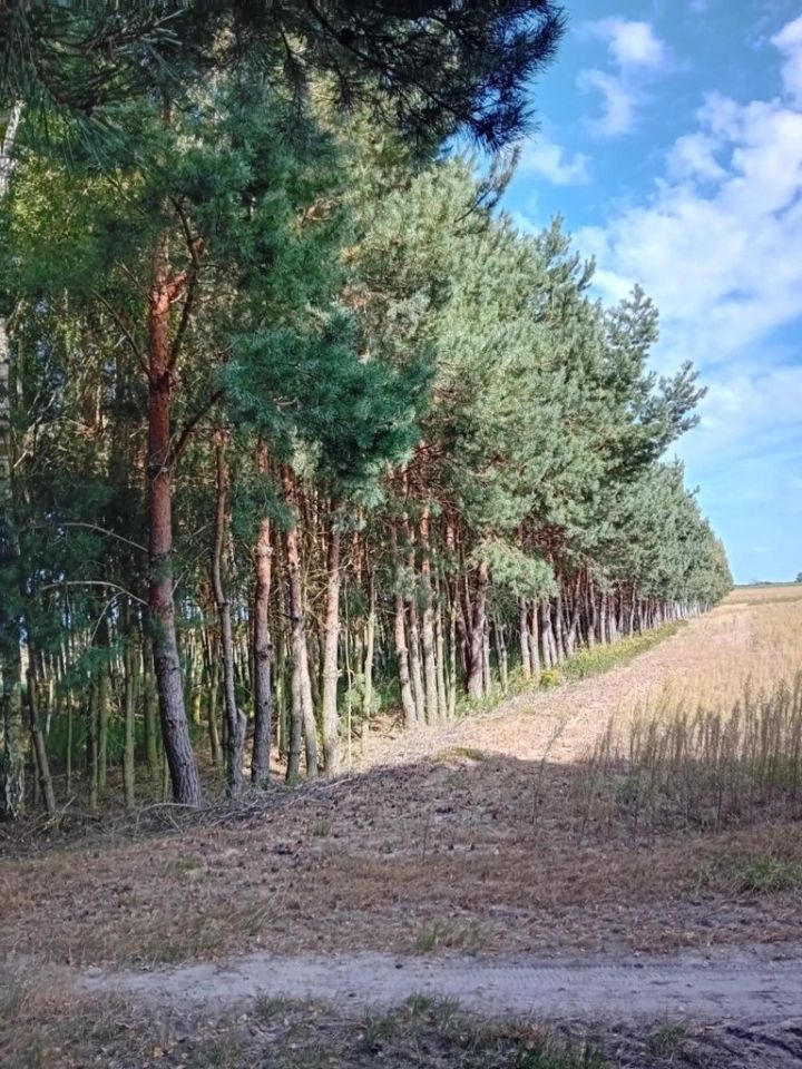 Działka leśna Niemierzyn. Zdjęcie 2