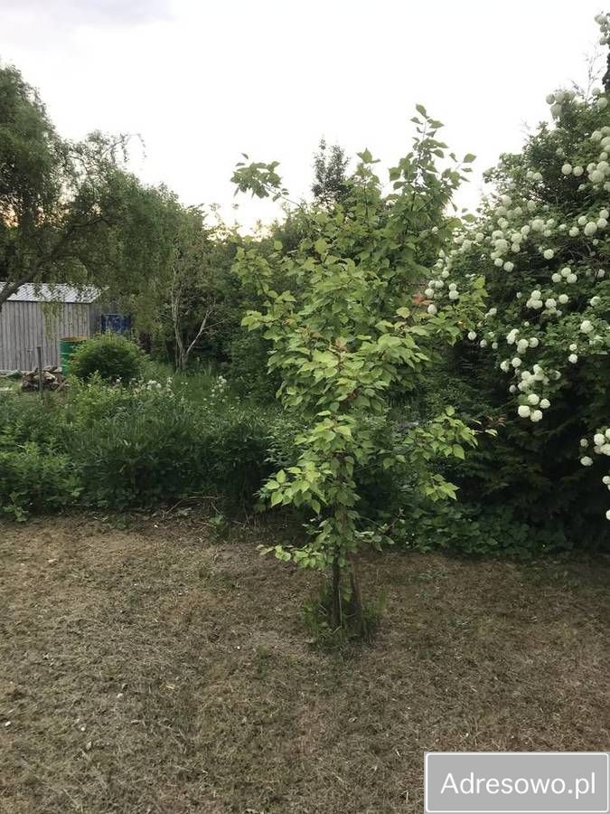 Działka rod Tczew Czyżykowo, ul. Bałdowska. Zdjęcie 7