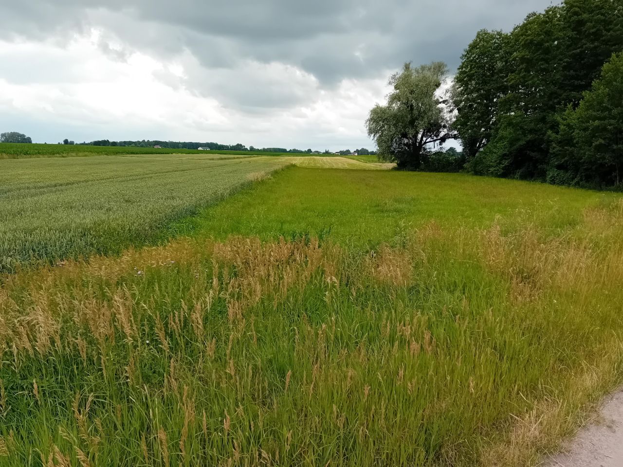 Działka inna Zalesie. Zdjęcie 5
