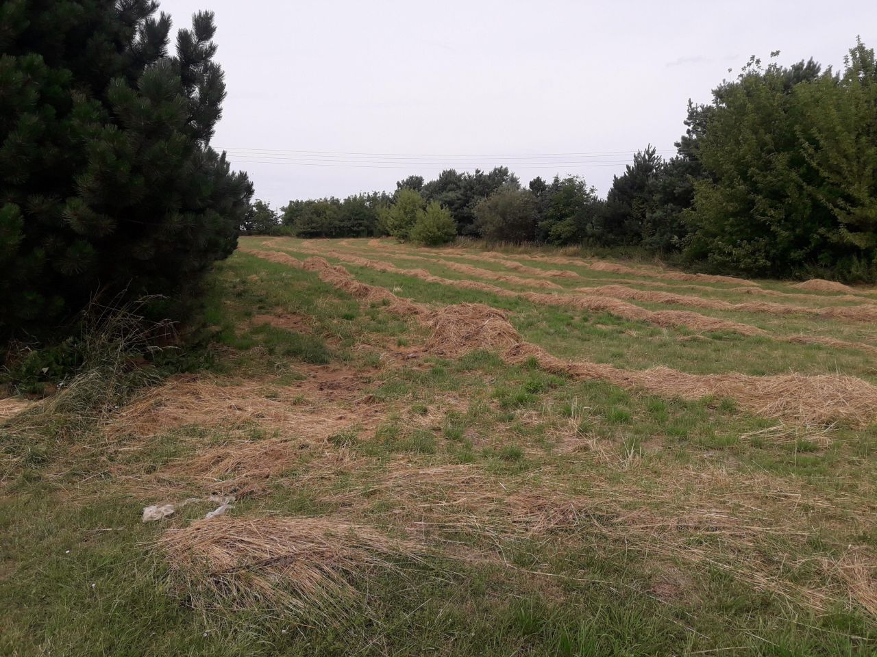 Działka rolno-budowlana Sobianowice. Zdjęcie 2