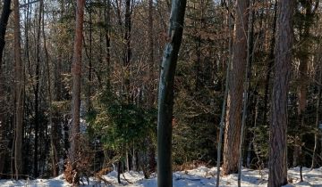 Działka leśna Żegocina