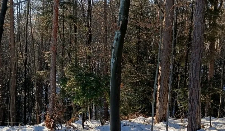 Działka leśna Żegocina