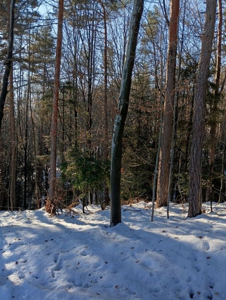 Działka leśna Żegocina