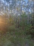 Działka leśna Brzeźnica Książęca-Kolonia. Zdjęcie 4