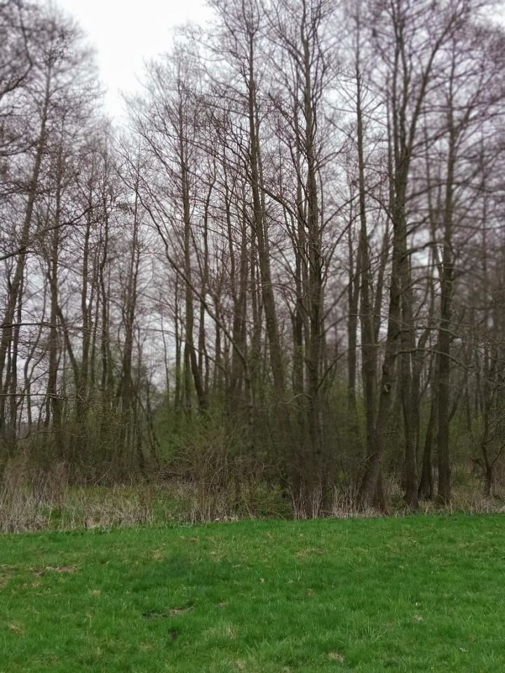 Działka leśna Pamiętowo. Zdjęcie 2