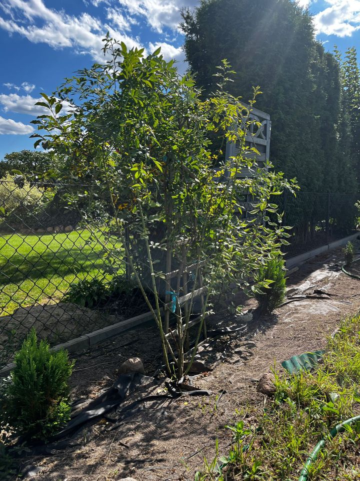 Działka rod Poznań Krzesiny, ul. Jarosławska. Zdjęcie 8