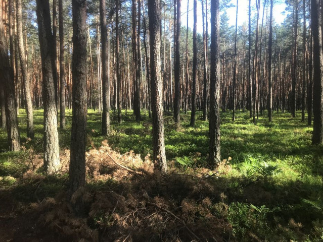 Działka leśna Nadrzecze. Zdjęcie 1