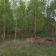 Działka rekreacyjna Adamówek, ul. Pańska. Zdjęcie 4