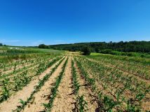 Działka rolno-budowlana Zerwana. Zdjęcie 1