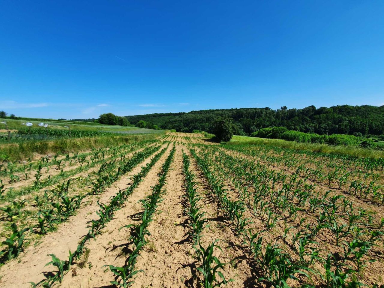 Działka rolno-budowlana Zerwana. Zdjęcie 2