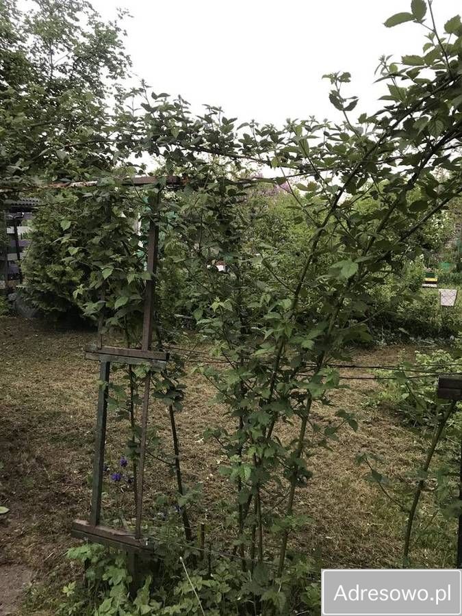 Działka rod Tczew Czyżykowo, ul. Bałdowska. Zdjęcie 2