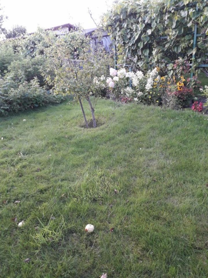 Działka rod Gorzów Wielkopolski, ul. Srebrna. Zdjęcie 7