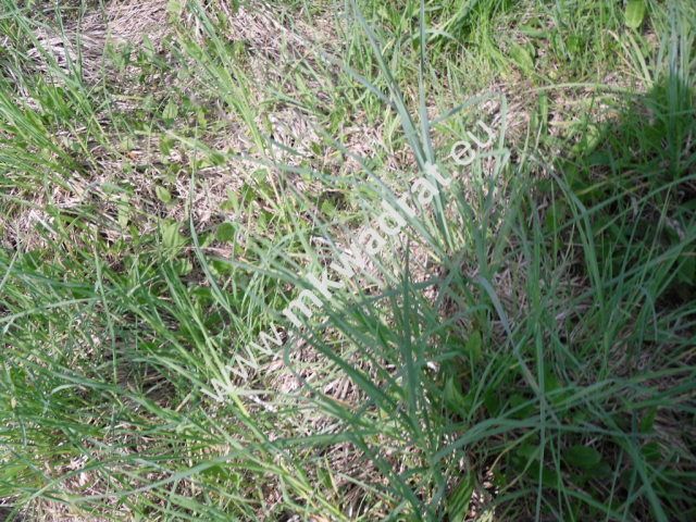 Działka budowlana Baszkówka. Zdjęcie 5