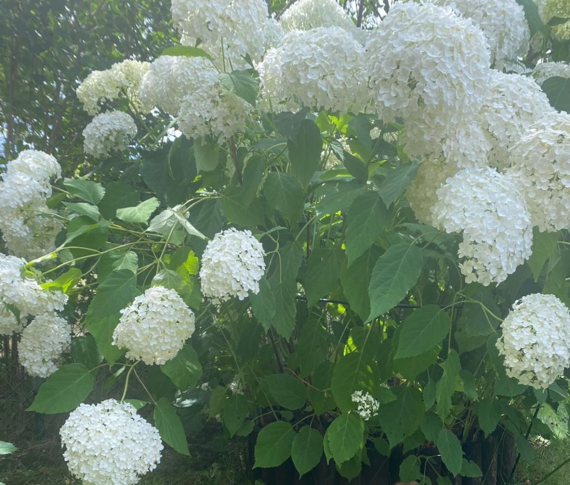 Działka rod Otwock Teklin, ul. Grunwaldzka. Zdjęcie 6