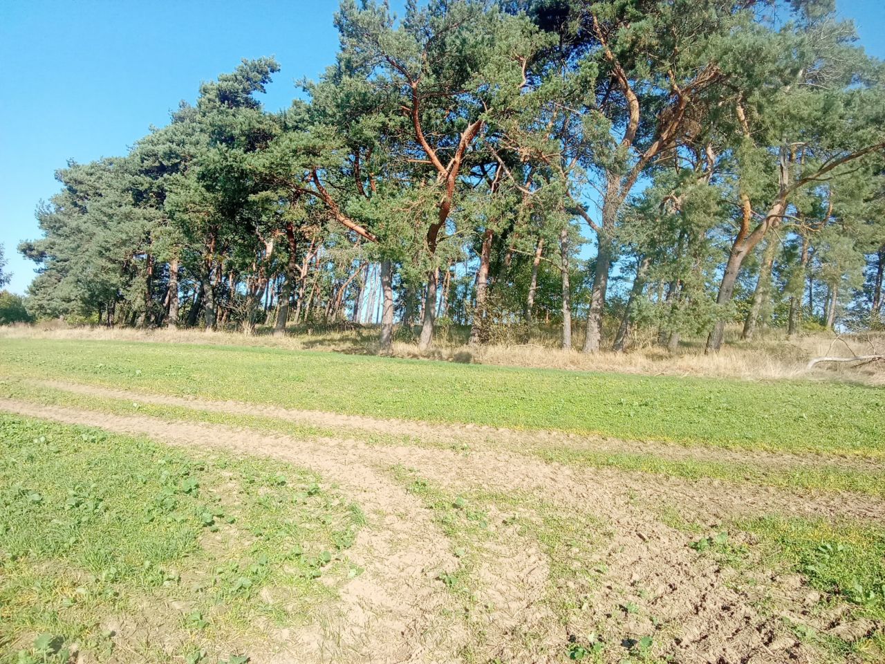 Działka rolna Parsów. Zdjęcie 11