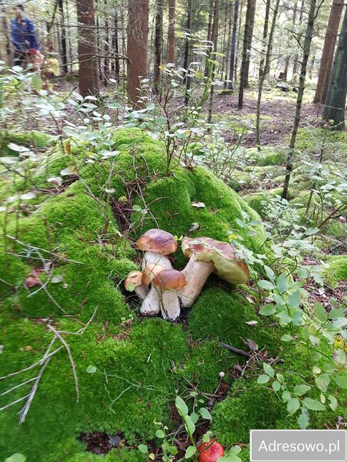 Działka budowlana Nasiechowice. Zdjęcie 8