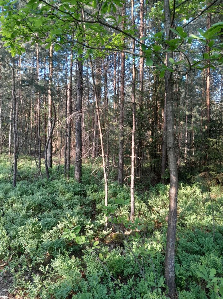 Działka leśna Stużno-Kolonia