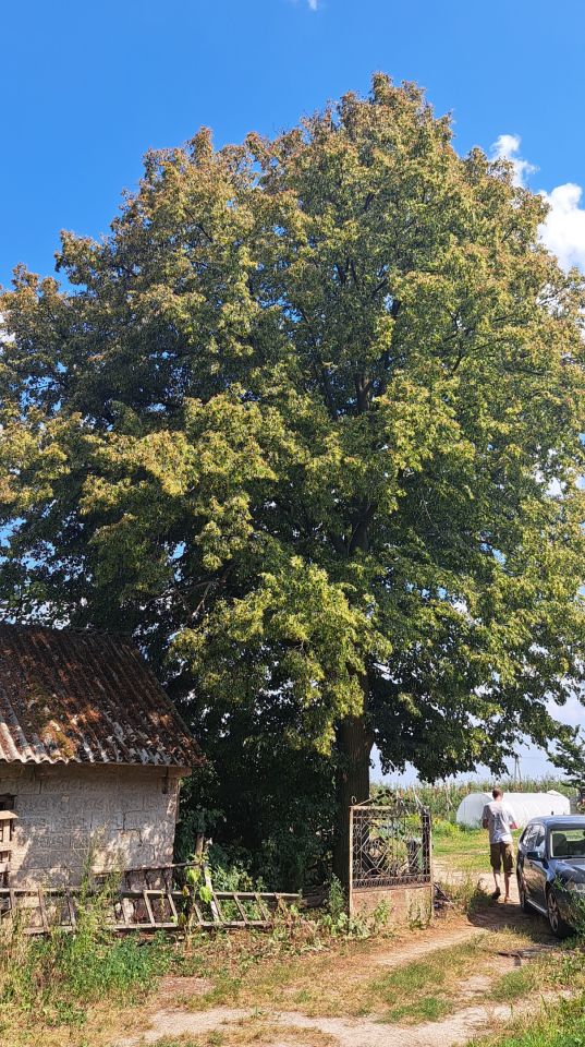 Działka budowlana Nowy Regnów. Zdjęcie 4