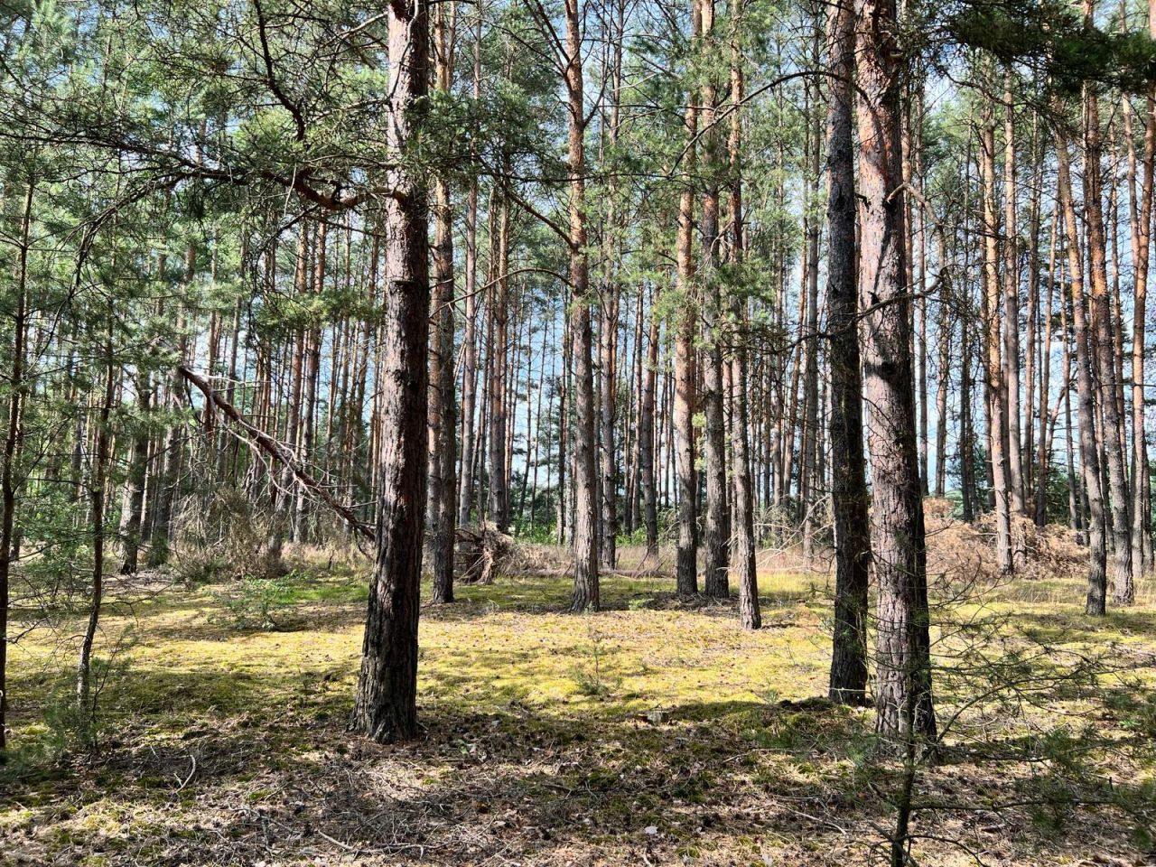 Działka rolna Trzebule. Zdjęcie 10