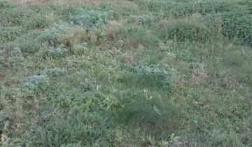 Działka siedliskowa Pątnów