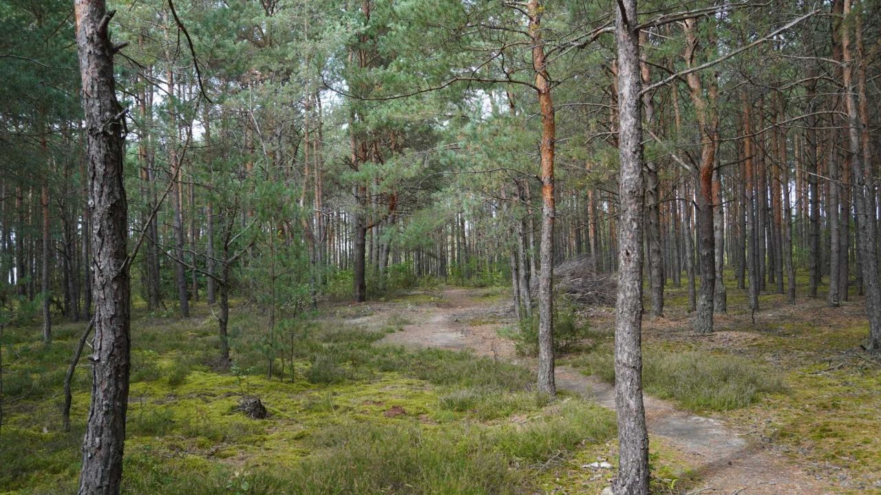 Działka budowlana Rogóźnia. Zdjęcie 8