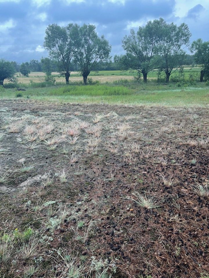 Działka budowlana Krusze, ul. Borowikowa. Zdjęcie 2