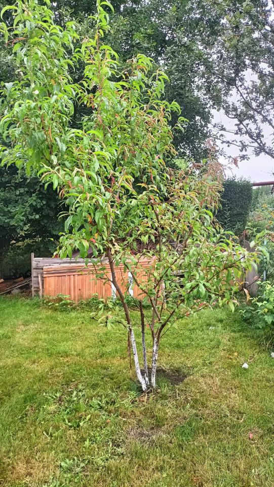 Działka rod Żary. Zdjęcie 3