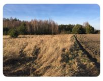 Działka rolno-budowlana Grzybowo. Zdjęcie 3