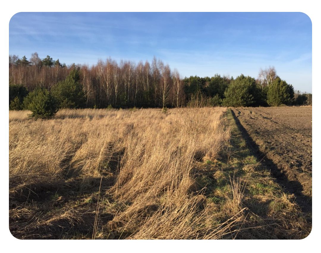 Działka rolno-budowlana Grzybowo. Zdjęcie 4