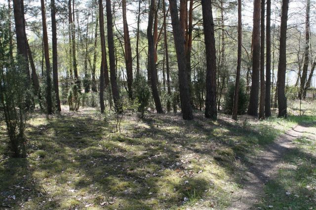 Działka leśna Dzbądzek. Zdjęcie 1
