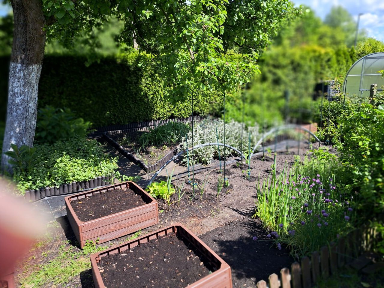 Działka rod Zabrze Biskupice, ul. Wojciecha Drzymały. Zdjęcie 6