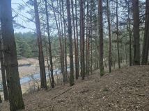 Działka leśna Młyniec Drugi. Zdjęcie 2