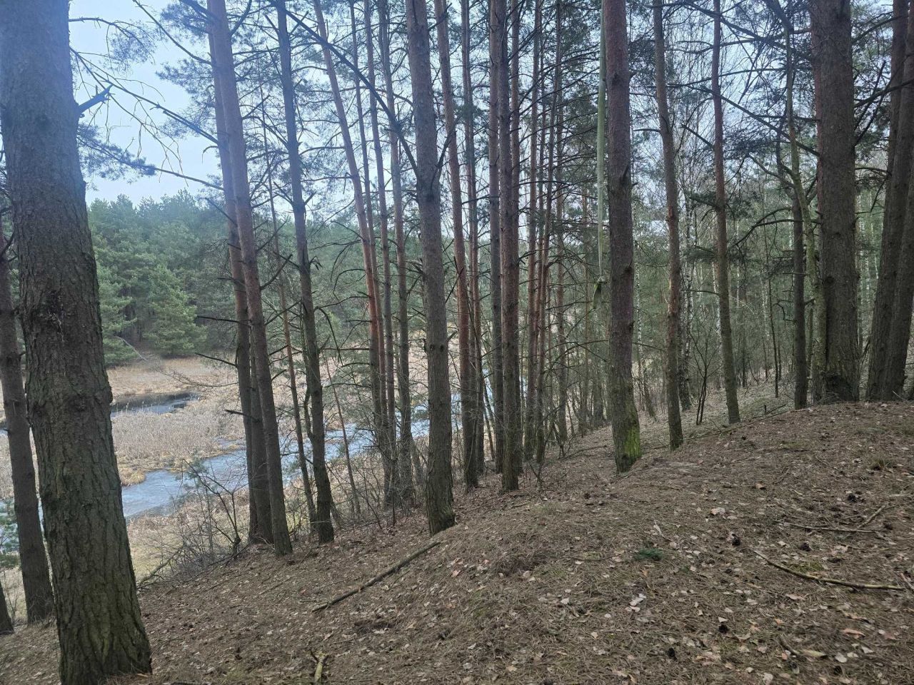 Działka leśna Młyniec Drugi. Zdjęcie 3