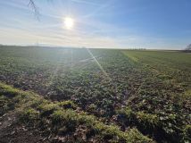 Działka rolno-budowlana Konradówka Gołaczów. Zdjęcie 2