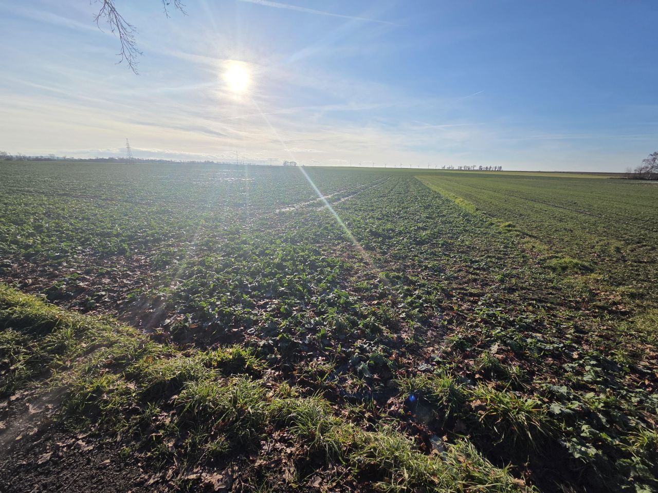 Działka rolno-budowlana Konradówka Gołaczów. Zdjęcie 3